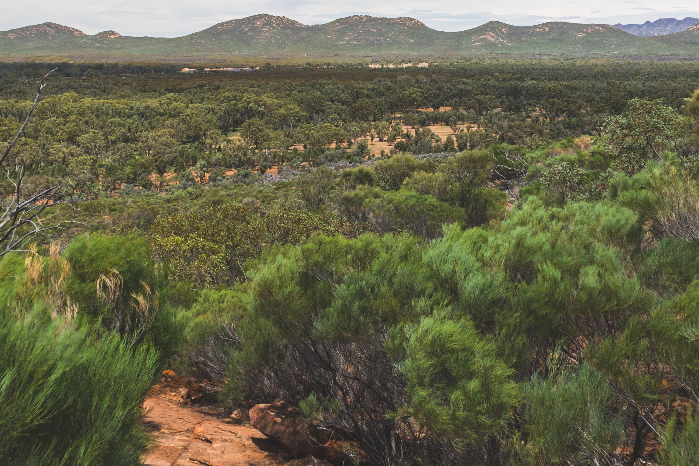 Wilpena_Pound,_Ikara-Flinders_Ranges_National_Park,_South_Australia[1].webp